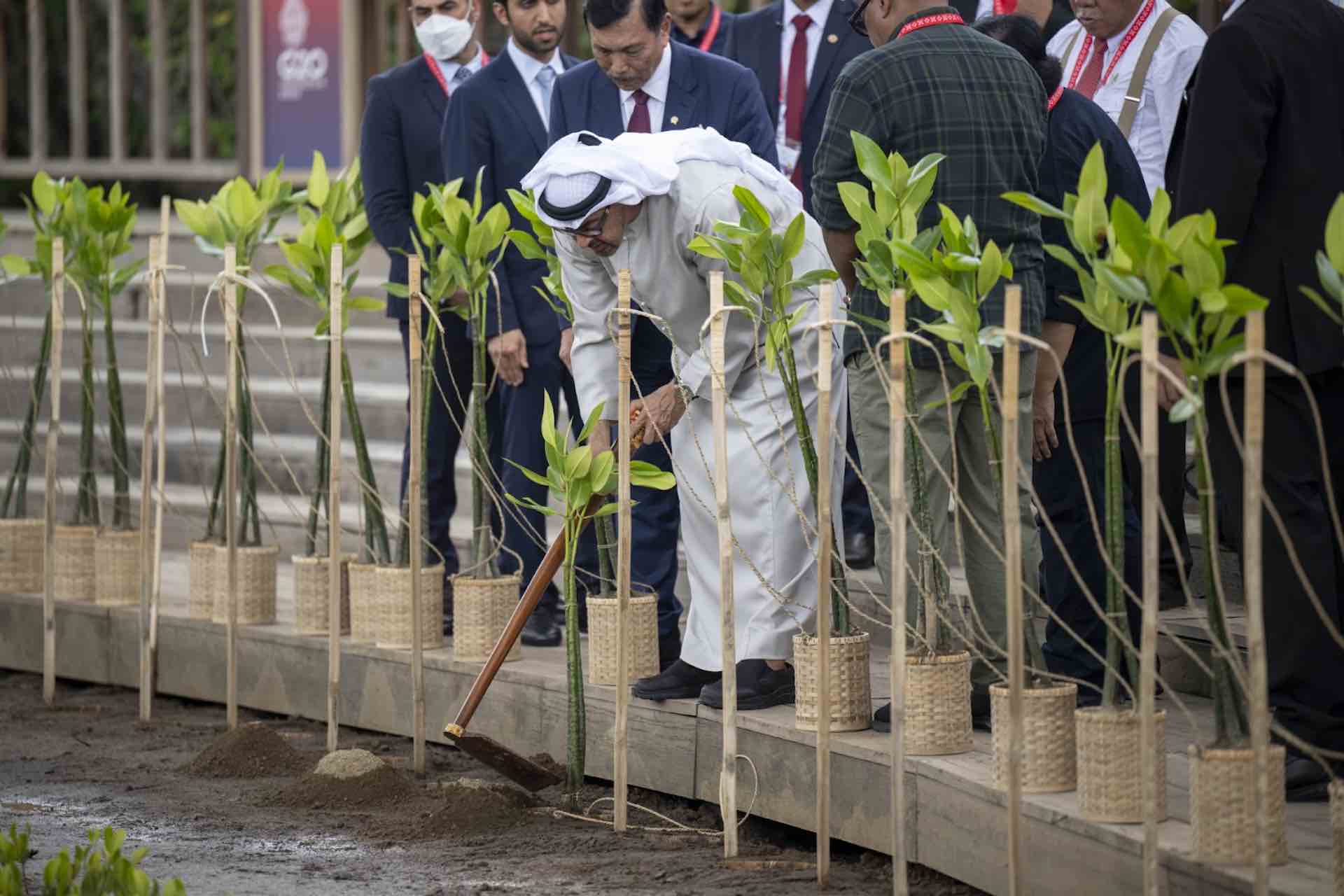 On the sidelines of the G20 Summit in Bali, Sheikh Mohamed planted a mangrove tree